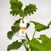 biologiczna ochrona roślin produkt sklep