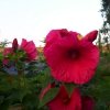 Hibiskus Bylinowy Summerific™ Ogromne Kwiaty 'Sultry Kiss' Sadzonka P12