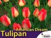 Tulipan Darwina 'American Dream' (Tulipa) CEBULKI