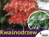 Kwaśnodrzew (Oxydendrum arboreum) dla kolekcjonerów Sadzonka