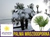 Palma Mrozoodporna (Trachycarpus fortunei) Sadzonka C2