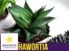 Hawortia limifolia rośliny domowe cena uprawa