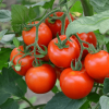 Wysiew pomidorów z nasion jakie wybrać