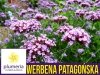 poszukiwana bylina Werbena patagońska liliowa