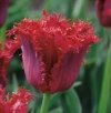czerwony tulipan cebulki