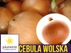 Cebula późna WOLSKA nasiona XXL 500g (Allium cepa)   