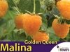 Malina żółta Golden Queen (Rubus idaeus) Sadzonka