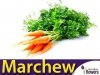 Marchew Flakkese2 Późna (Daucus carota)