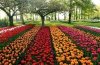 Pola tulipanów Darwina