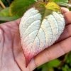 Mini kiwi Dr.Szymanowski jak dbać 