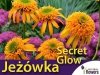 Jeżówka 'Secret Glow' (Echinacea) Sadzonka 	