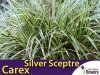 Turzyca 'Silver Sceptre' (Carex morrowii) Sadzonka