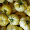 Najsmaczniejsze odmiany pomidorów szklarniowych