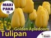 MAXI PAKA 25 szt Tulipan Darwina 'Golden Apledoorn'
