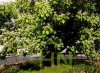 Surmia - Storczykowe drzewo uprawa