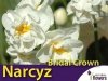 Narcyz pełny wielokwiatowy 'Bridal Crown'
