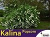 Kalina japońska 'Popcorn'  (Viburnum plicatum) sadzonka