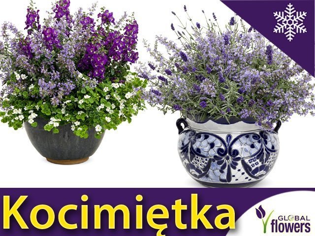 Kocimietka Cat S Meow Nepeta Faassenii Sadzonka Rarytas