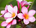 Plumeria - kwiat zakochanych