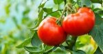 Pomidory - uprawa w gruncie 
