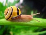 7 sposobów jak ekologicznie walczyć ze ślimakami w ogrodzie.