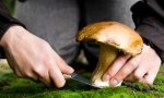 Uprawa grzybów leśnych w ogrodzie w 4 prostych krokach
