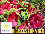 Hibiskus bylinowy LUNA RED Ogromne kwiaty (Hibiscus) Sadzonka