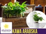 Kawa arabska (Coffea Arabica) Roślina domowa  P12