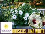Hibiskus bylinowy LUNA WHITE Ogromne kwiaty (Hibiscus) Sadzonka