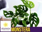Monstera MONKEY MASK (Monstera adansonii) Roślina domowa. Sadzonka P12 - M