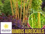 Żółty Bambus Drzewiasty AUREOCAULIS Mrozoodporny (Phyllostachys aureosulcata) Sadzonka C2,5