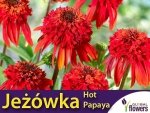 Jeżówka HOT PAPAYA (Echinacea) Sadzonka C1