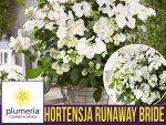 Hortensja RUNAWAY BRIDE ® 'Snow White' (Hydrangea hybrid) Duża Sadzonka XL-C4