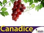 Winorośl CANADICE odmiana bezpestkowa (Vitis) Sadzonka C2