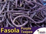 Fasola szparagowa PURPLE TEEPEE karłowa fioletowostrąkowa (Phaseolus vulgaris) nasiona 30g