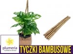 Tyczki bambusowe - podpory do roślin 75cm x 8/10mm. 10 szt.