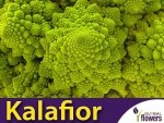 Kalafior ROMANESCO Zielony (Brassica oleracea convar.) nasiona 1g 