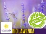 BIO Lawenda wąskolistna nasiona ekologiczne 0,2g