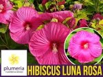 Hibiskus bylinowy LUNA ROSA Ogromne kwiaty (Hibiscus) Sadzonka