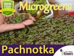 Microgreens - Pachnotka zwyczajna purpurowa 3g