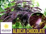 Albicja SUMMER CHOCOLATE (Albizia) Sadzonka UNIKAT ! XL-C5