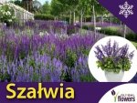 Szałwia omszona APRIL NIGHT (Salvia nemorosa) Sadzonka C1/C2