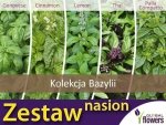 Kolekcja Bazylii (zestaw 5 odmian) nasiona