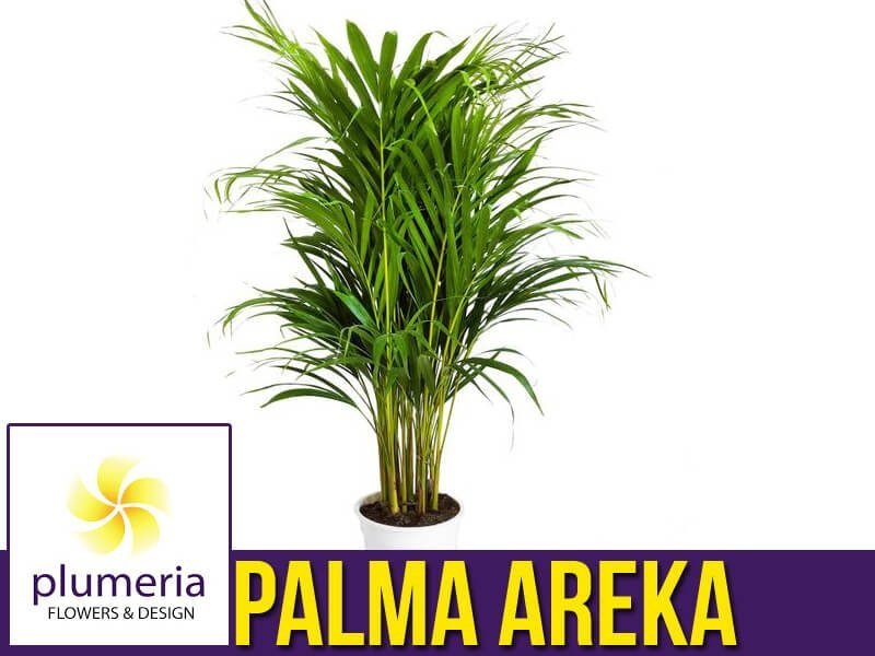 Palma AREKA (Areca) Roślina domowa sadzonka cena, Plumeria.pl