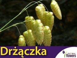 Drżączka olbrzymia słomkowo - żółta (Briza maxima) nasiona 1g 