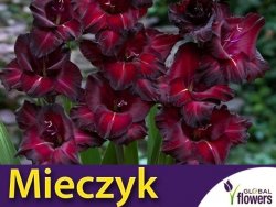Mieczyk wielokwiatowy (Gladiolus) Black Star CEBULKA 5 szt.