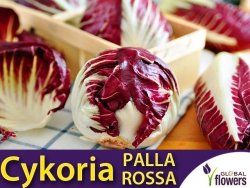 Cykoria sałatkowa PALLA ROSSA 3 (Cichorium intybus) nasiona 0,5g
