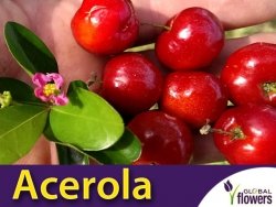 Acerola - Wiśnia z Barbados (Malpighia glabra L.) 