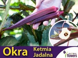 Okra, Ketmia jadalna BURGUNDY (Hibiscus esculenstus) nasiona 2g