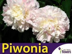 Piwonia SHIRLEY TEMPLE (Paeonia) Sadzonka C3
